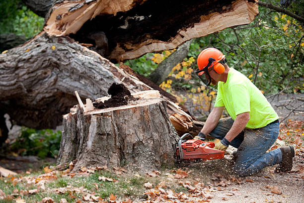 Dead Tree Removal in Dagsboro, DE